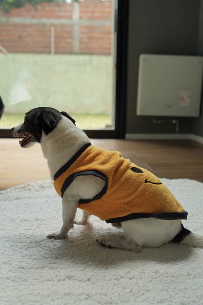 PETS Ropita Musculosa Smile