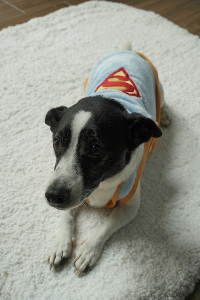 PETS Ropita Musculosa Superman