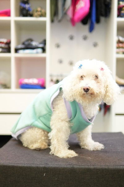 PETS Ropita Musculosa Aqua/lila