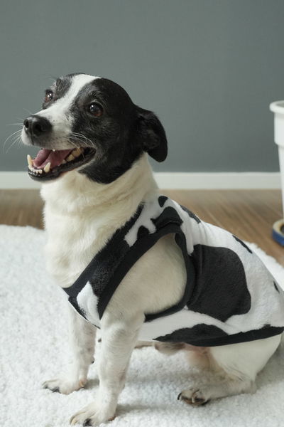 PETS Ropita Musculosa Vaquita