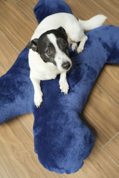 PETS Camita Huesito