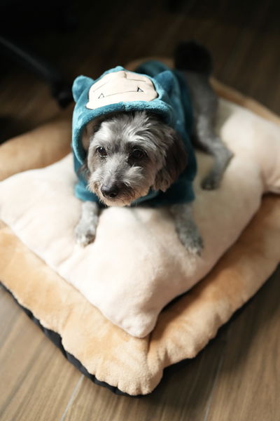 PETS Ropita Canguro Snorlax