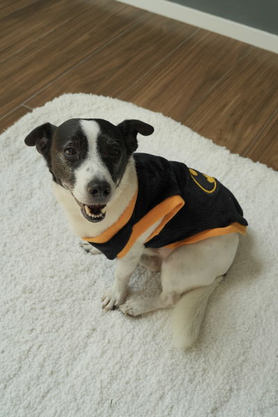 PETS Ropita Musculosa Batman