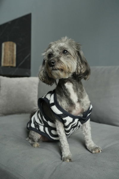 PETS Ropita Musculosa Cebra