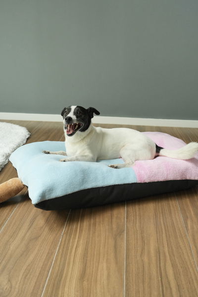PETS Camita Helado