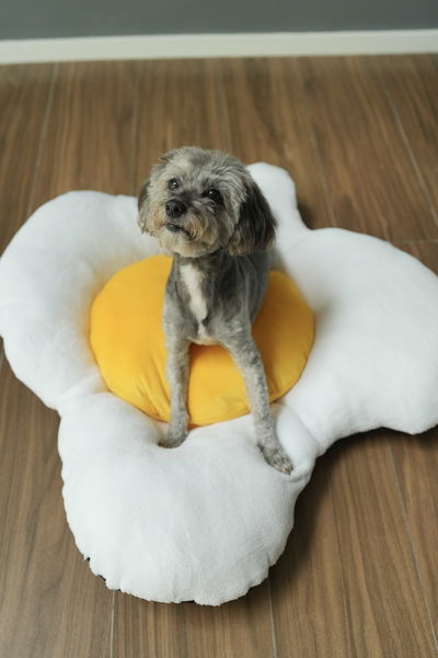 PETS Camita Huevo Frito