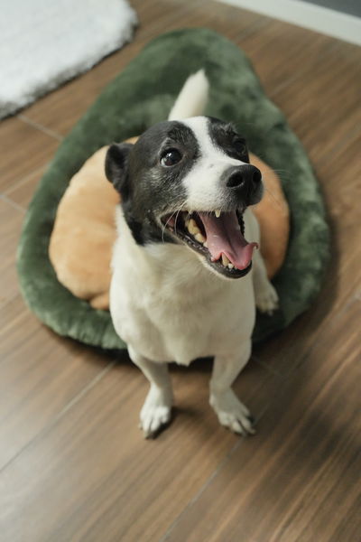 PETS Camita Palta