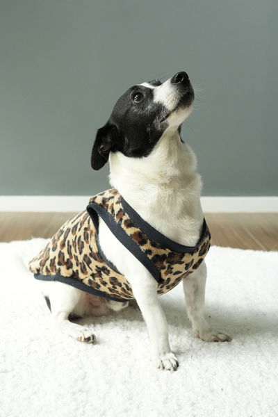 PETS Ropita Musculosa Print