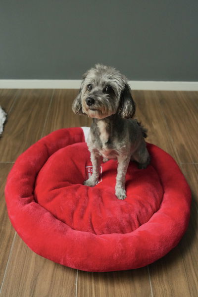 PETS Camita Círculo Bordado