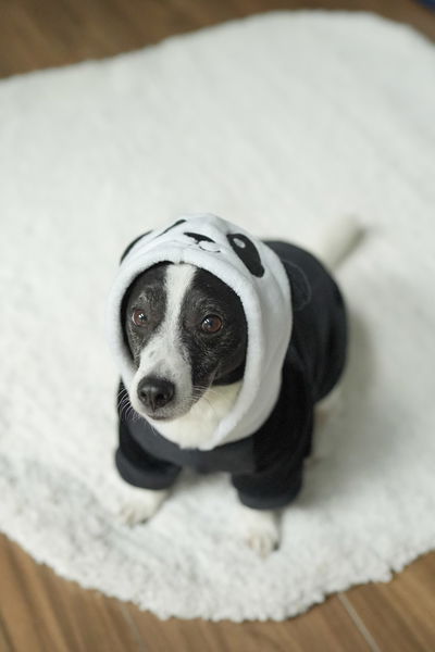 PETS Ropita Canguro Panda