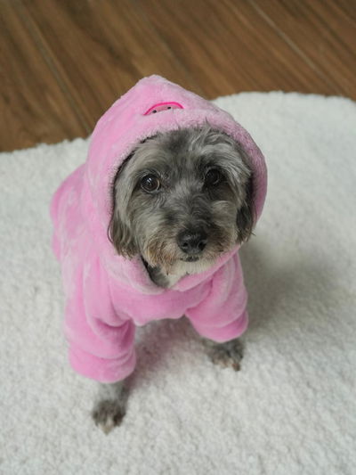 PETS Ropita Canguro Pig