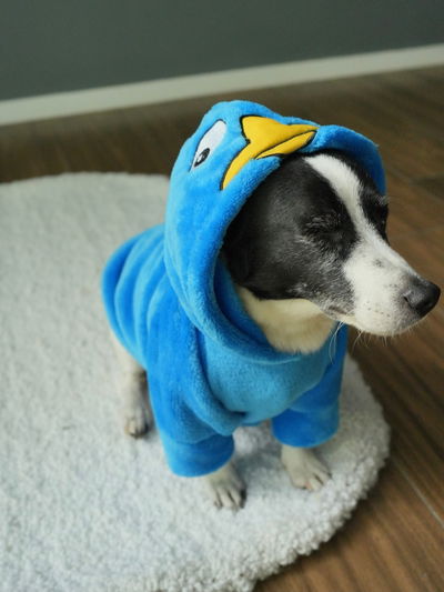 PETS Ropita Canguro Perry