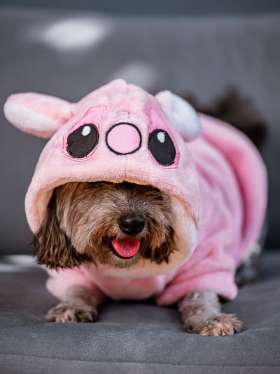 PETS Ropita Canguro Ángel