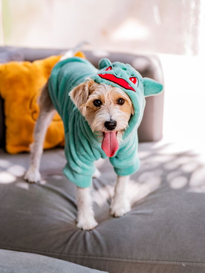 PETS Ropita Canguro Bulbasaur