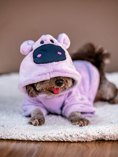 PETS Ropita Canguro Hipo