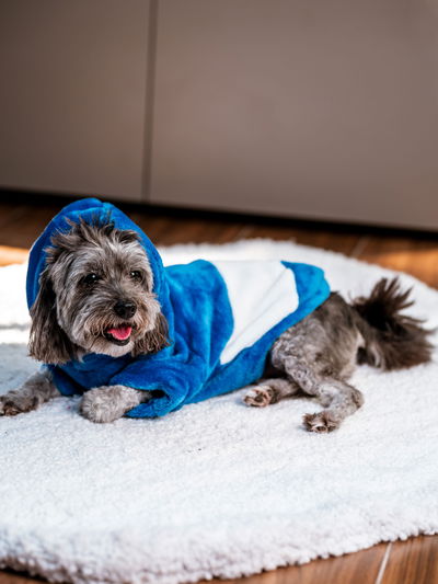 PETS Ropita Canguro GELP