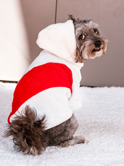 PETS Ropita Canguro River