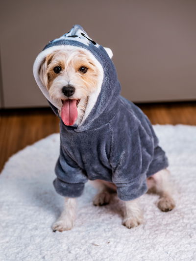 PETS Ropita Canguro Lobo