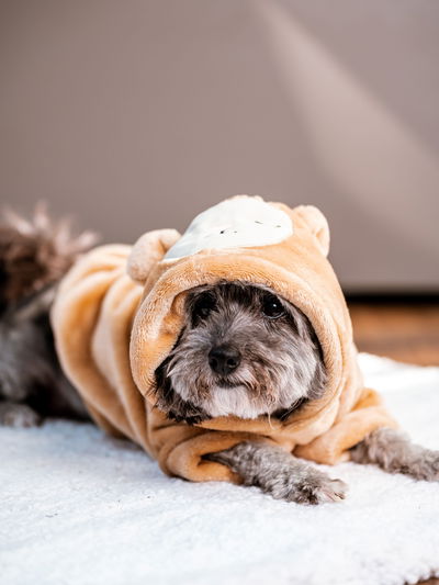 PETS Ropita Canguro Oveja marrón