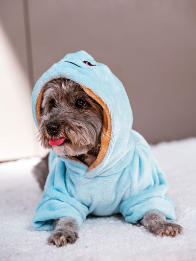 PETS Ropita Canguro Squirtle