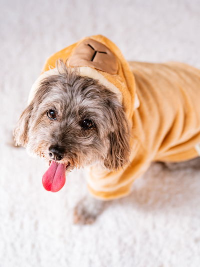 PETS Ropita Canguro Carpincho