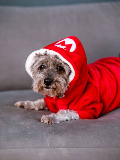 PETS Ropita Canguro Mario