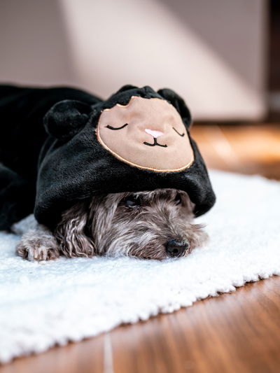 PETS Ropita Canguro Oveja negra 