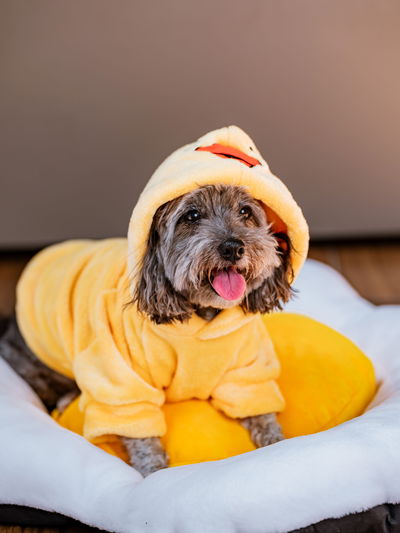 PETS Ropita Canguro Patito