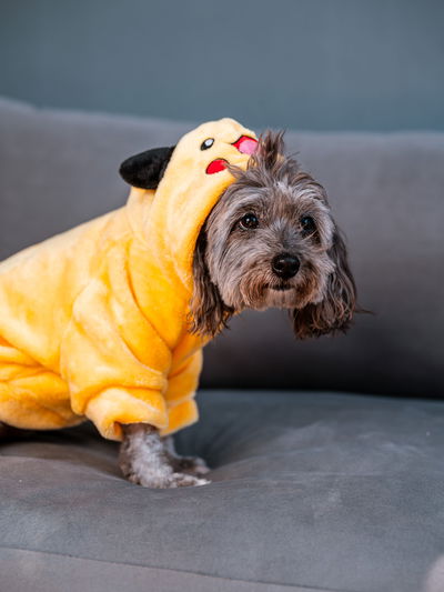 PETS Ropita Canguro Pikachu