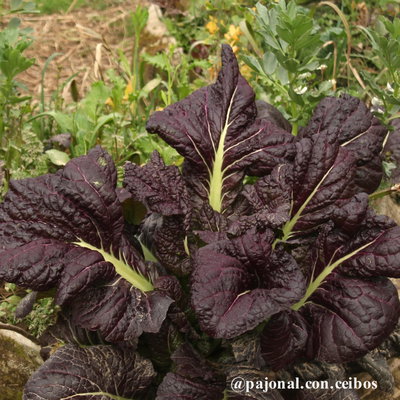 Mostaza violeta red giant