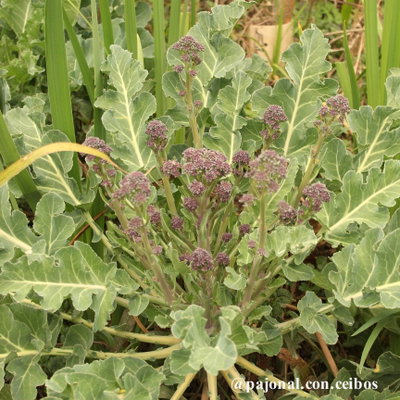 Brócoli violeta