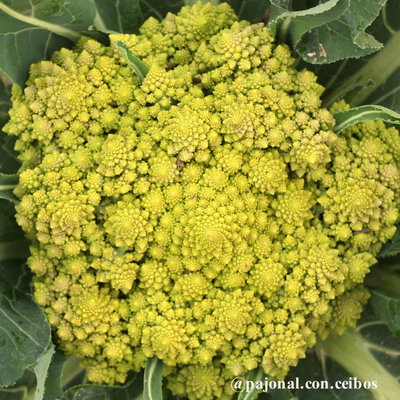 Brócoli romanesco italiano