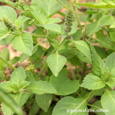 Albahaca sagrada o Tulsi