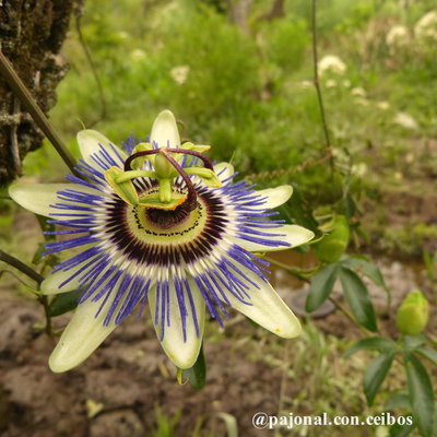 Pasiflora o mburucuyá