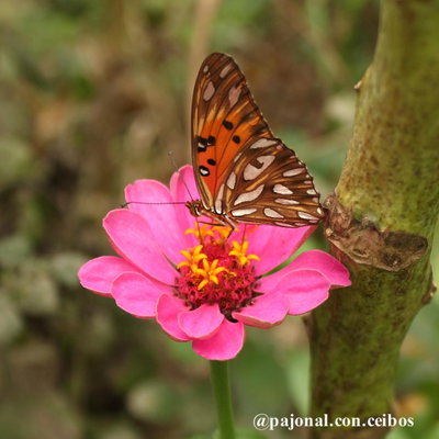 Zinnia