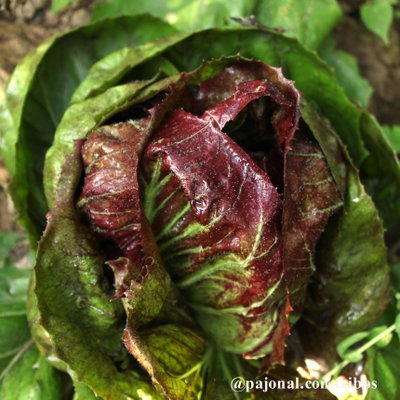 Radicchio
