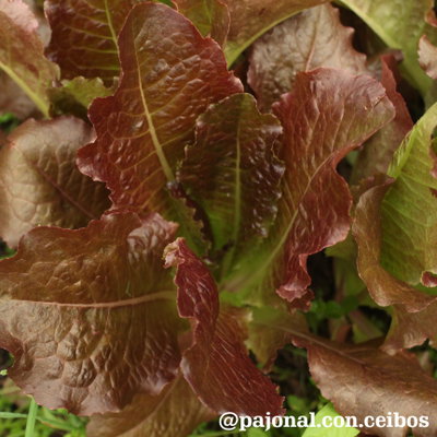Lechuga red sails
