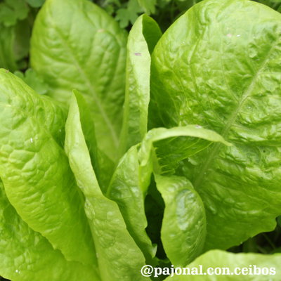 Lechuga gallega