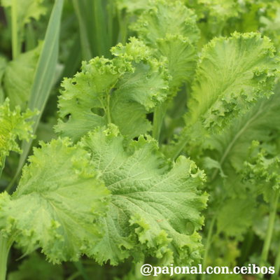 Mostaza verde