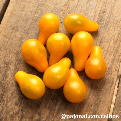 Tomate lágrima de oro