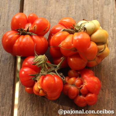 Tomate voyager o del viajero