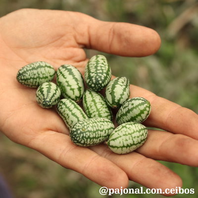 Cucamelón o sandía ratón