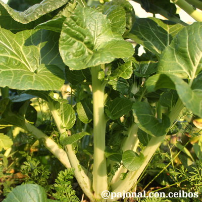 Pac choi blanco de penca larga