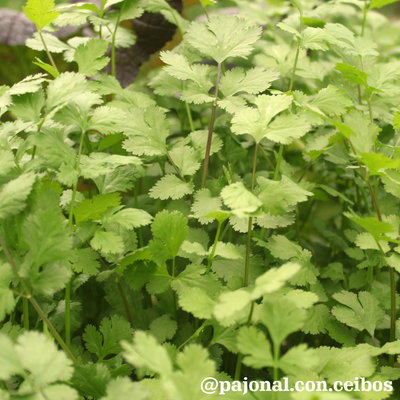 Cilantro o coriandro