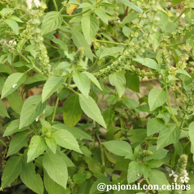 Albahaca limón