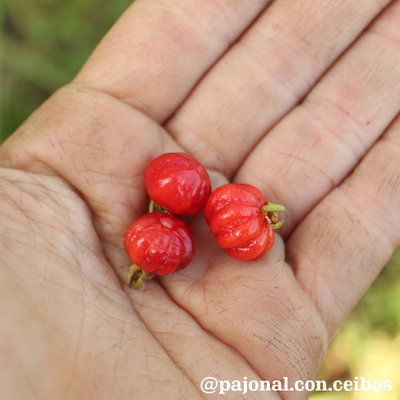 Pitanga roja