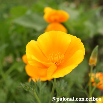 Amapola de California