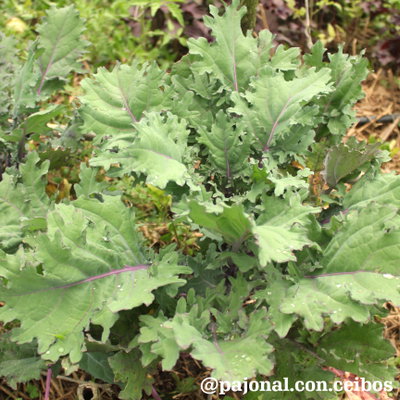 Kale red russian