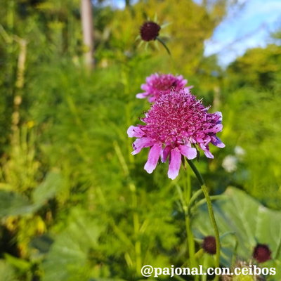Scabiosa o flor de viuda