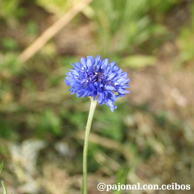 Centaurea